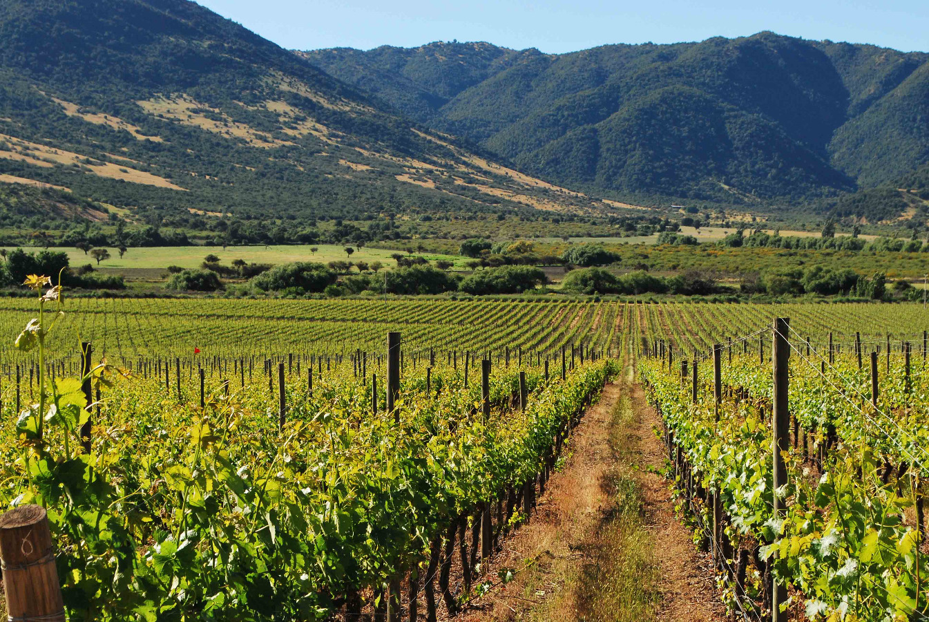 Vinárske údolie Colchagua